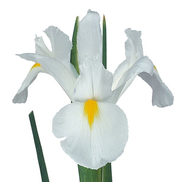 Iris White Magic (Bunch of 10)