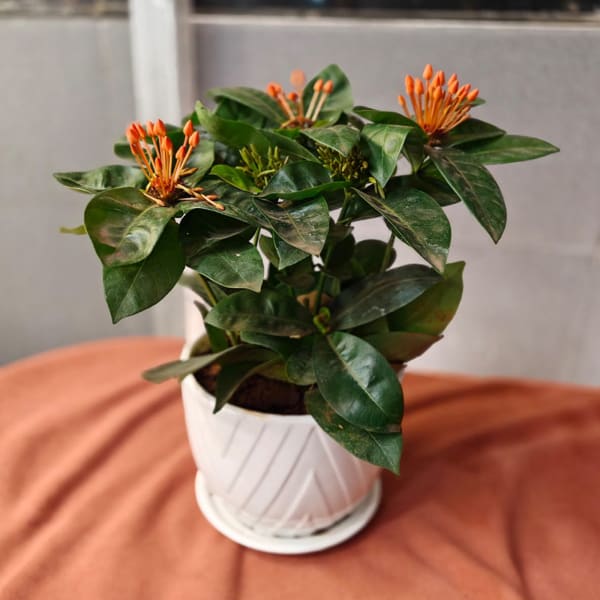 Ixora Plant with White Ceramic Pot