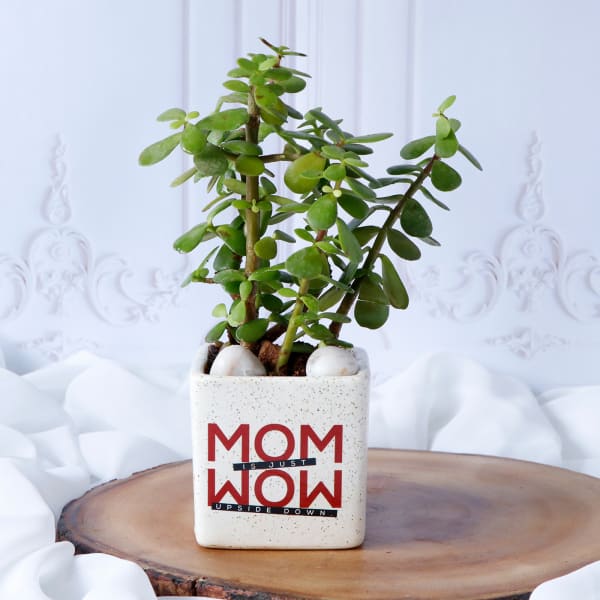 Jade Plant For Mom In White Ceramic Planter