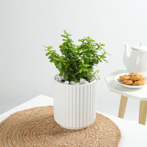 Jade Plant In A Contemporary White Cylindrical Pot