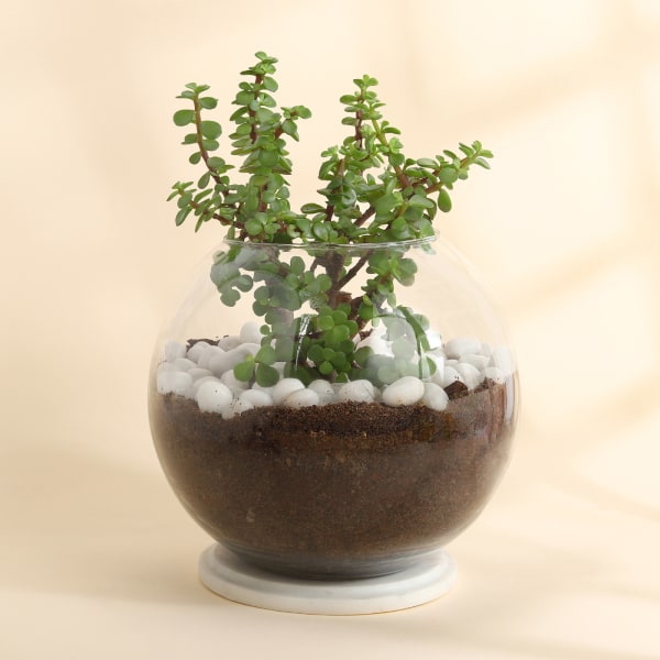 Jade Plant in Round Glass Vase