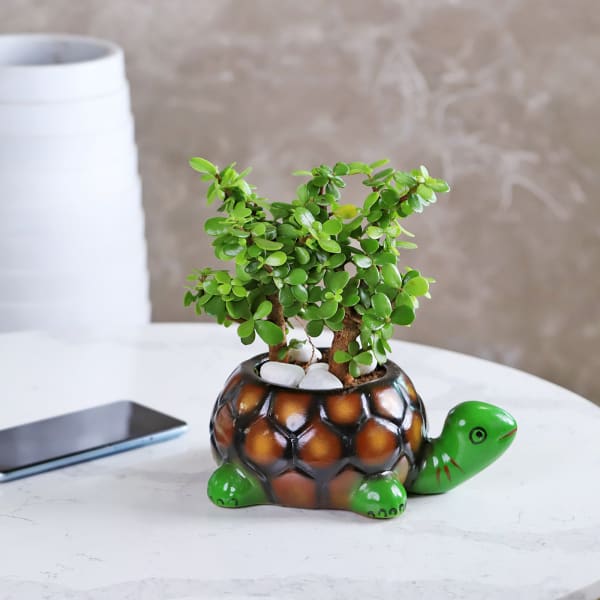 Jade Plant in Tortoise Designer Ceramic Planter