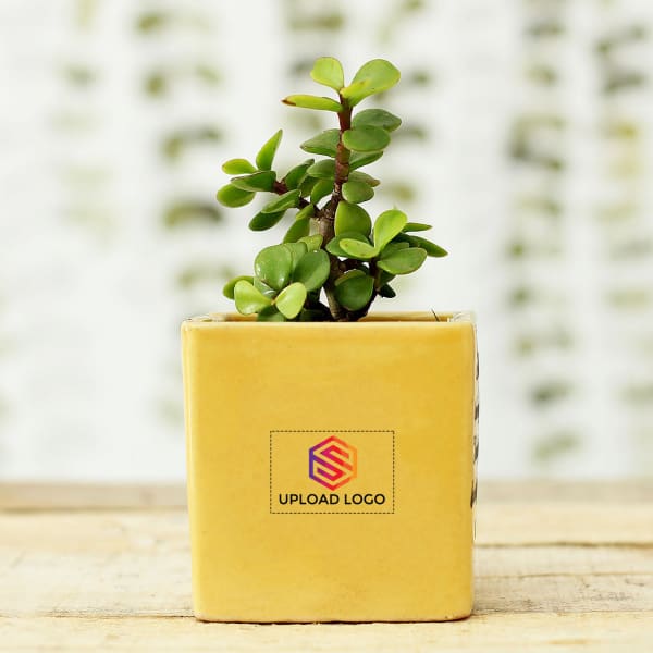 Jade Plant In Yellow Planter - Customized With Logo