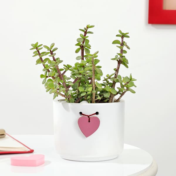 Jade Plant With Heart Planter