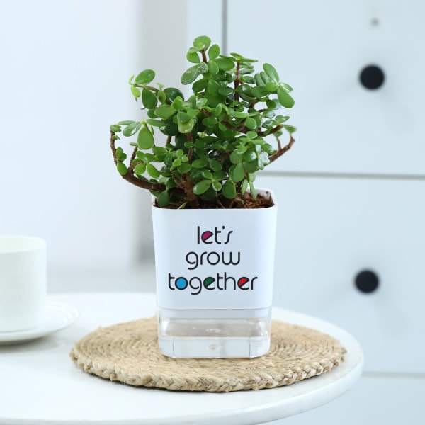 Jade Plant With Self-Watering Planter