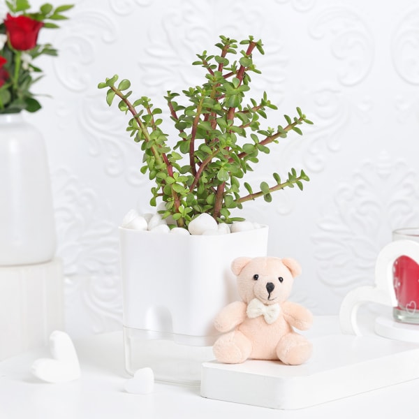 Jade Plant With Self-Watering Planter And Mini Teddy Bear
