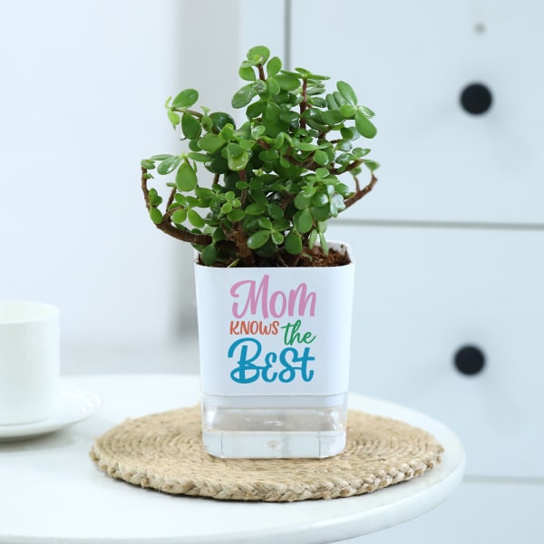 Jade Plant With Self-Watering Planter For Mom