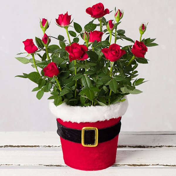 Joyful Christmas Roses In Santa Pot