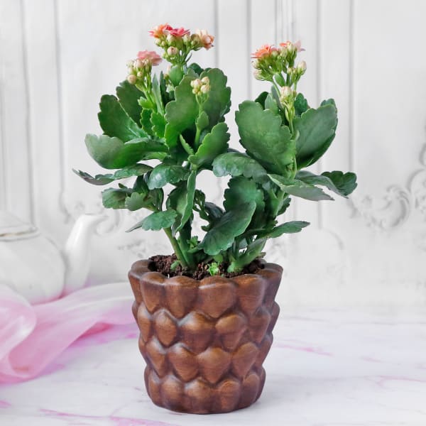 Kalanchoe Flower Plant in Textured Ceramic Planter
