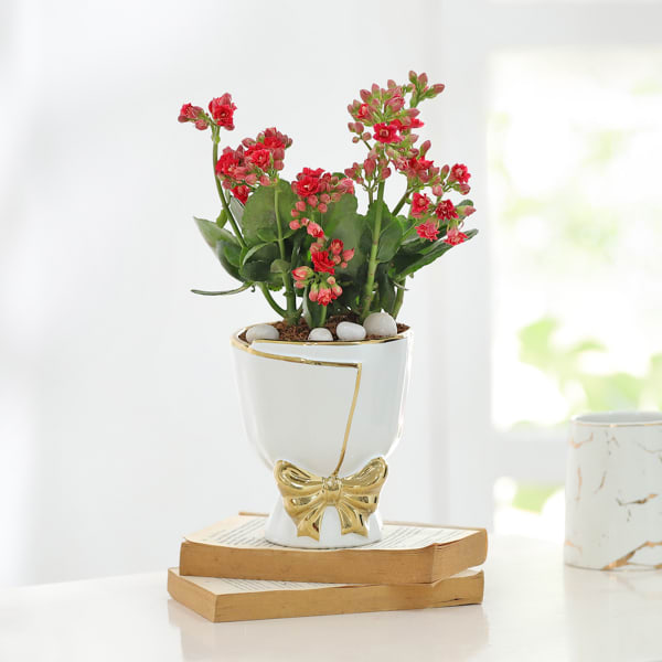Kalanchoe Plant In Golden Bow Planter