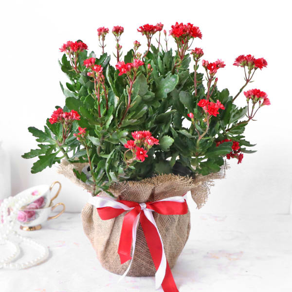 Kalanchoe Plant in Jute Wrapping with Planter
