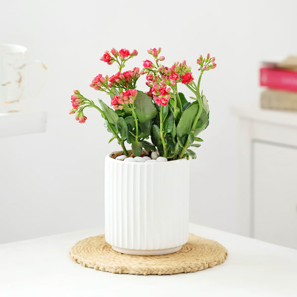 Kalanchoe Plant In Ribbed White Planter
