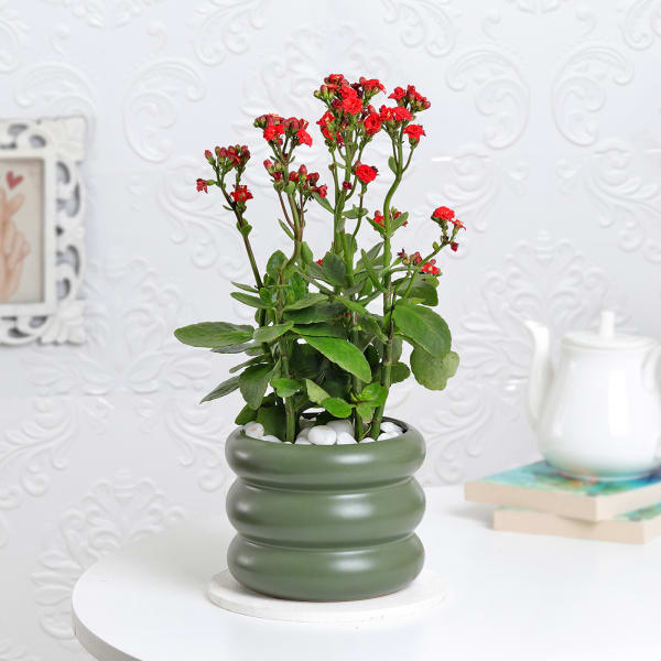 Kalanchoe Plant With Ceramic Green Planter