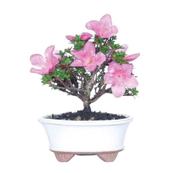 Kazan Azalea Bonsai Plant