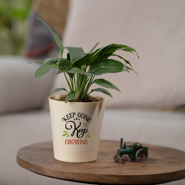 Keep Going Spathiphyllum Sensation (Peace Lily) With Self Watering Pot Customized with logo