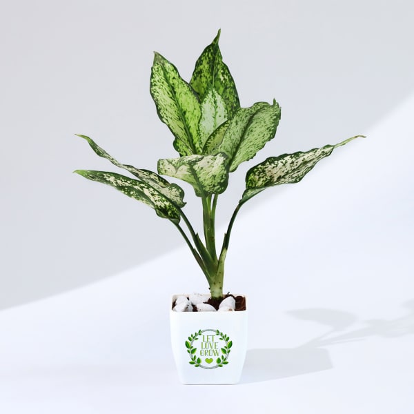 Let Love Grow Aglaonema Plant with Planter