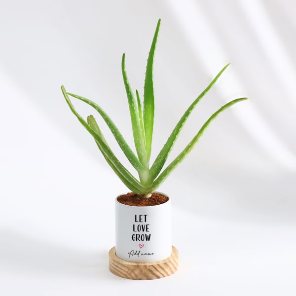 Let Love Grow - Aloe Vera Plant With Pot - Personalized