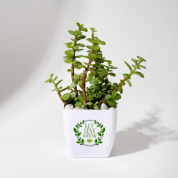 Let Love Grow Jade Plant With Plastic Pot