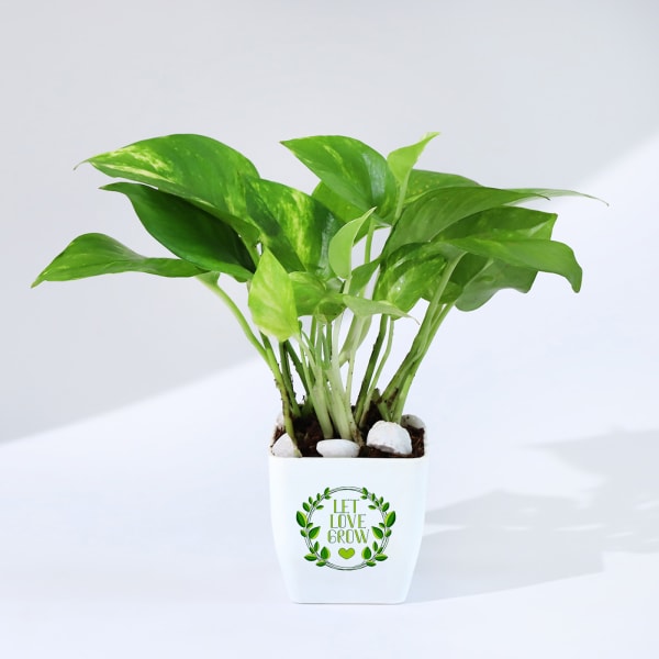 Let Love Grow Money Plant With Plastic Pot