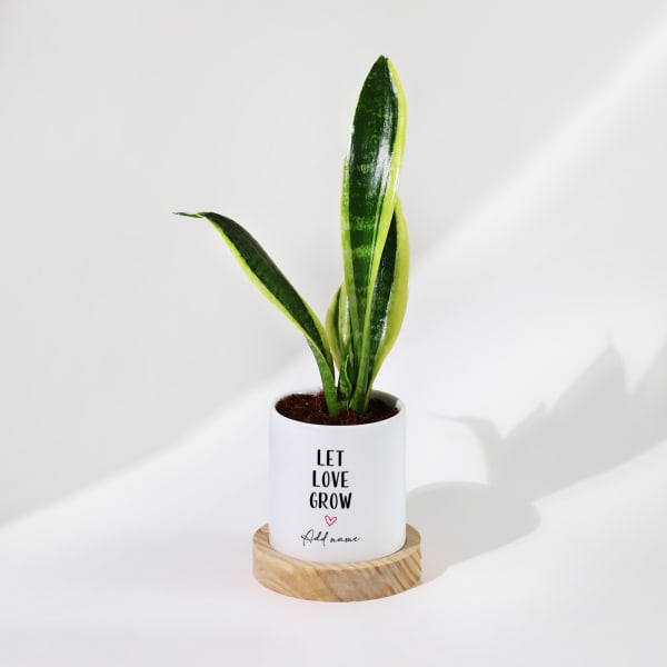 Let Love Grow - Snake Plant With Pot - Personalized