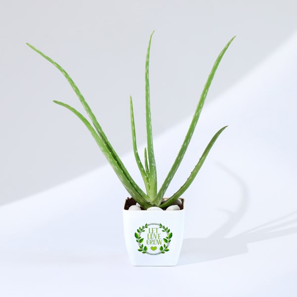 Let's Grow Together Aloe Vera Plant With Planter