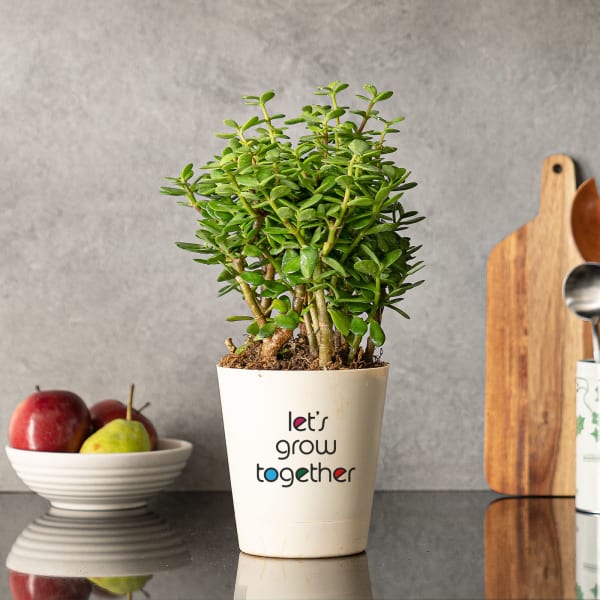 Let's Grow Together Jade Mini Plant Customize with Logo
