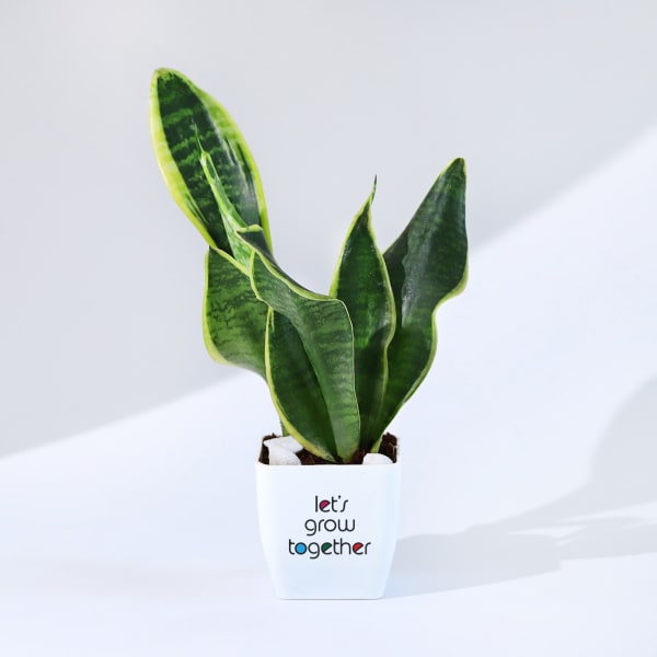 Let's Grow Together Snake Superba Plant With Planter