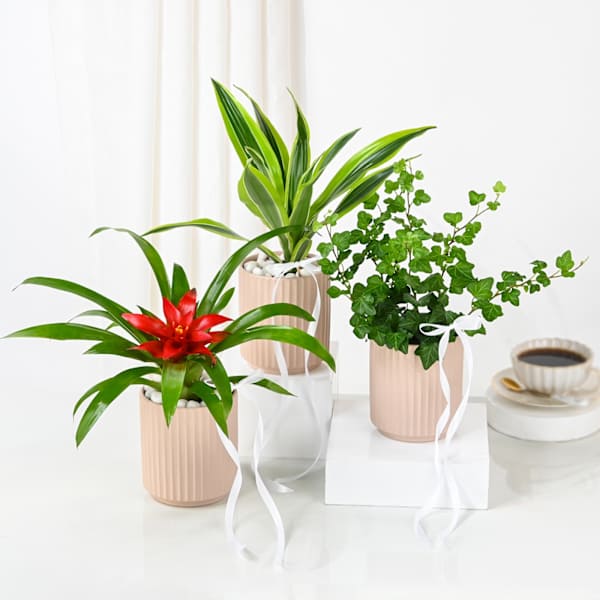 Lively Plants Trio