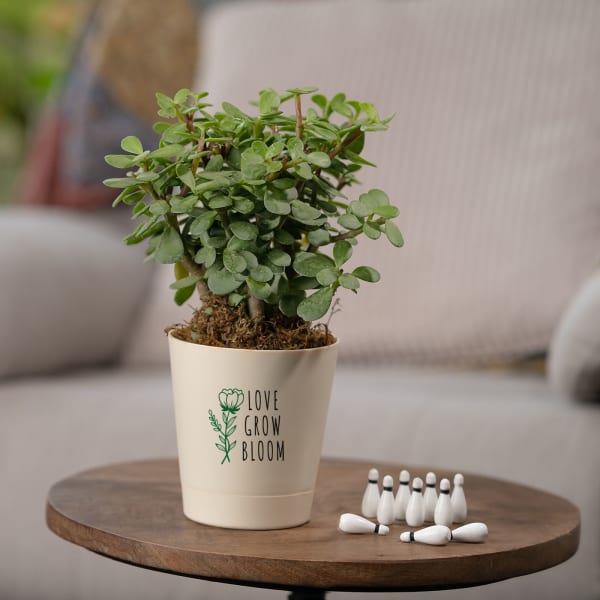 Love Grow Bloom Crassula Green Mini with Self Watering Pot  Customized with logo