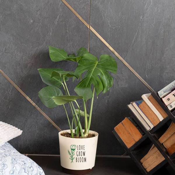 Love Grow Bloom Monstera Deliciosa Plant Customized with logo