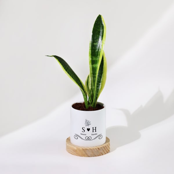 Love Grows Forever - Snake Plant With Pot - Personalized