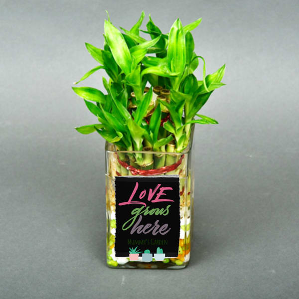 Love Grows Here Bamboo Plant Gift/Send Plants Gifts