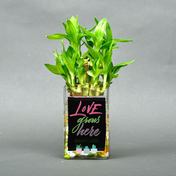Love Grows Here Bamboo Plant