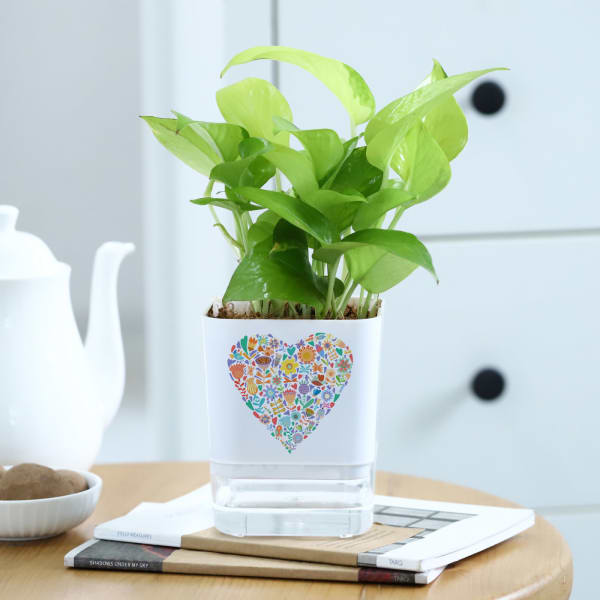 Love In Bloom - Money Plant With Self Watering Planter