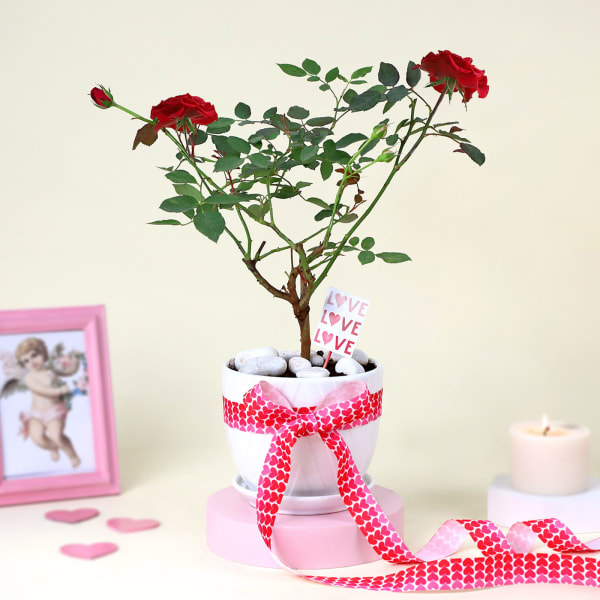 Love-struck Rose plant with platter vase