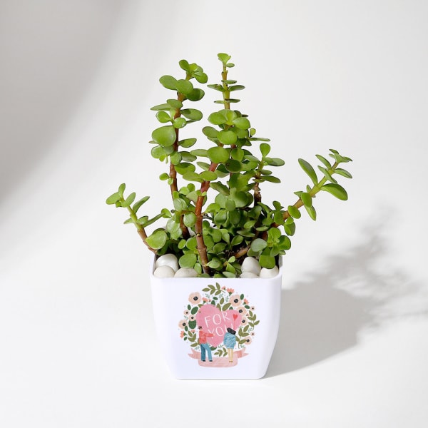 Love You - Jade Plant With Planter