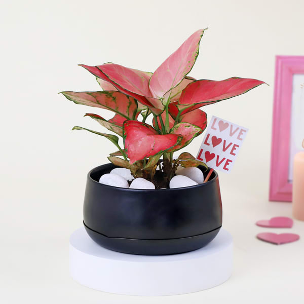 Lovely Aglaonema with Black Planter