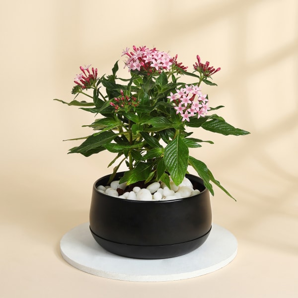 Lovely Pink Pentas Plant With Black Planter