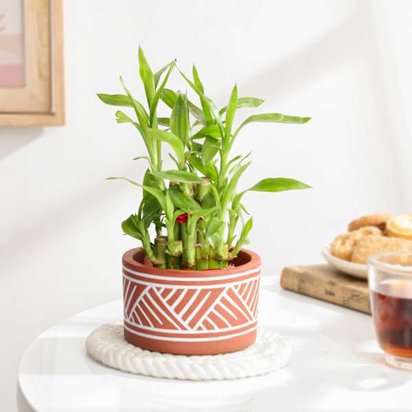Lovely Two-Layer Bamboo Plant In Terracotta Planter