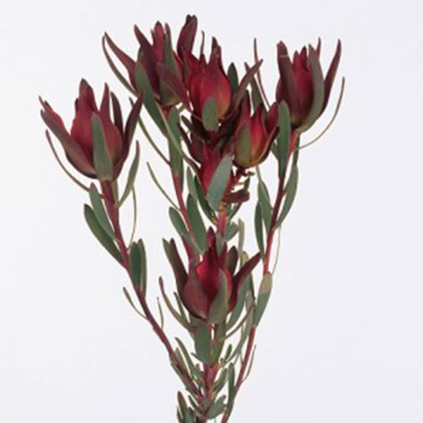 Lucadendron Salignum Blush (Bunch of 10)