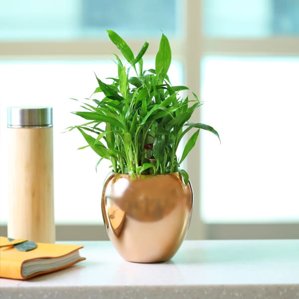 Lucky 3 Layer Bamboo Plant in a Luxury Metal Pot