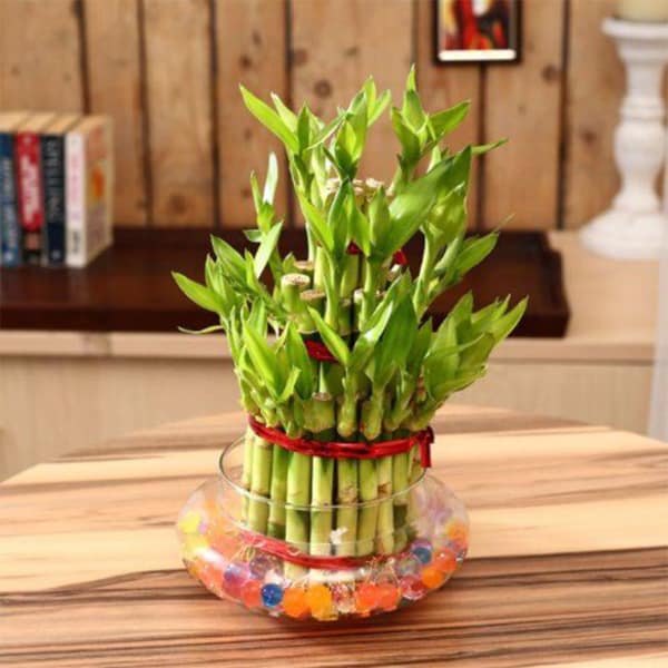 Lucky Bamboo 3 Layer Plant in Glass Pot Gift/Send Plants