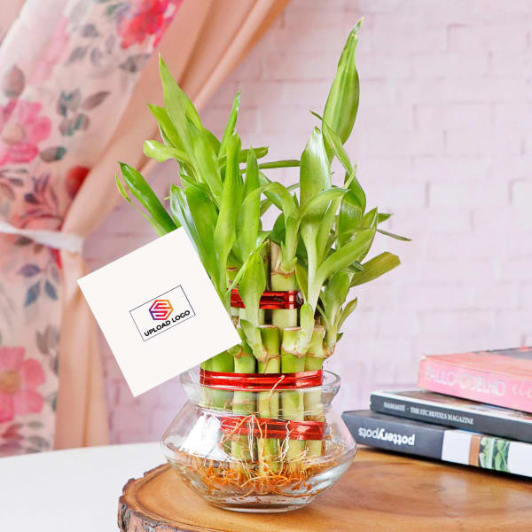 Lucky Bamboo In Mini Bowl Glass Vase