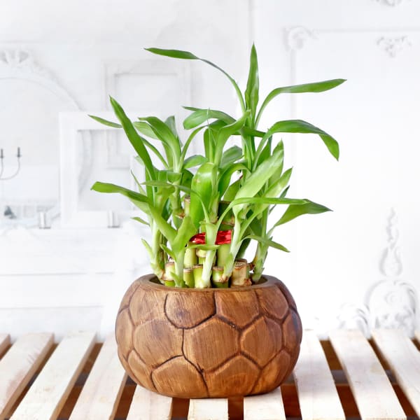 Lucky Bamboo Plant in Ceramic Planter