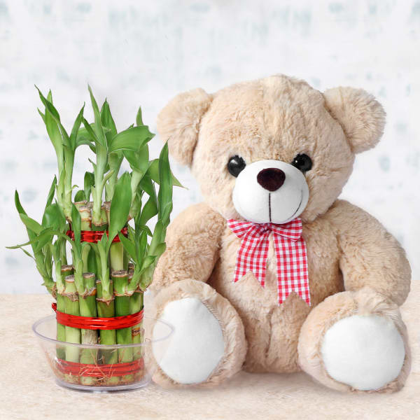 Lucky Bamboo Plant with Teddy Bear