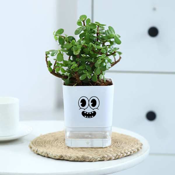 Lucky Jade Plant In Self-Watering Planter