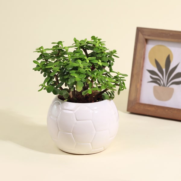 Lucky Jade Succulent in White Football Ceramic Pot