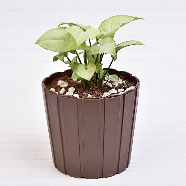 Lucky Syngonium Green Plant (Low Light/Moderate Water)