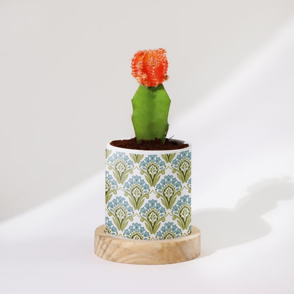 Lunar Bloom - Moon Cactus With Pot