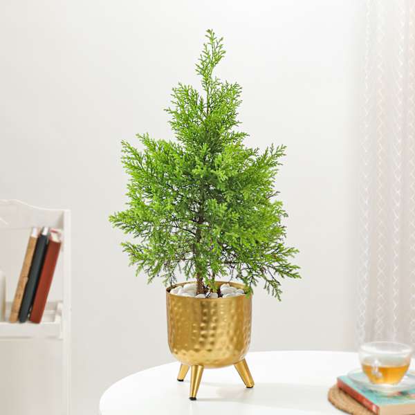 Lush Green Cypress And Gold Planter